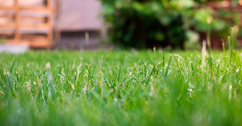 Spread-Grass-Seed-on-lawn