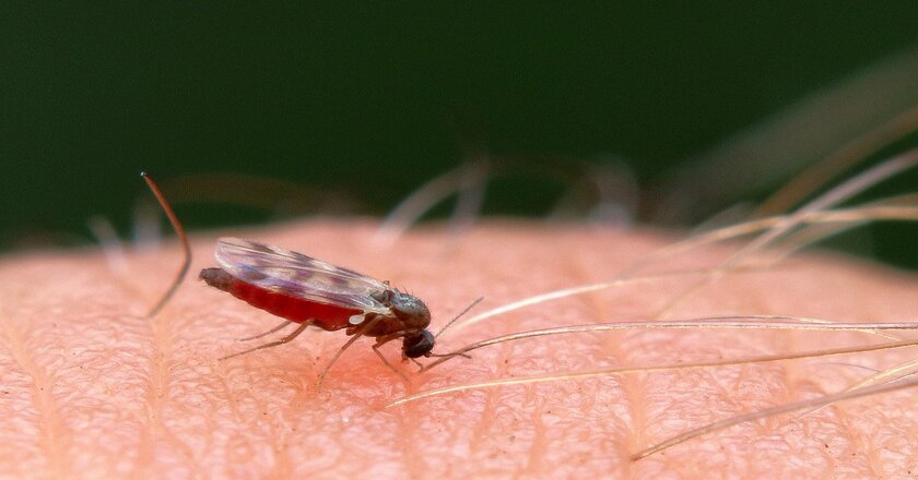 Highly Effective Ways to Get Rid of Gnats