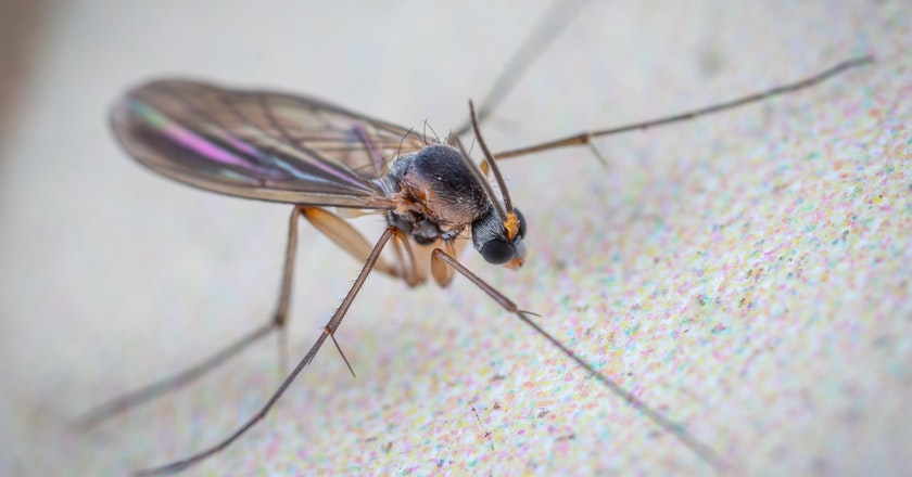 get rid of gnats in your house